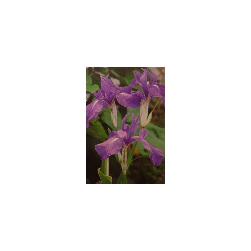 Iris laevigata bleu