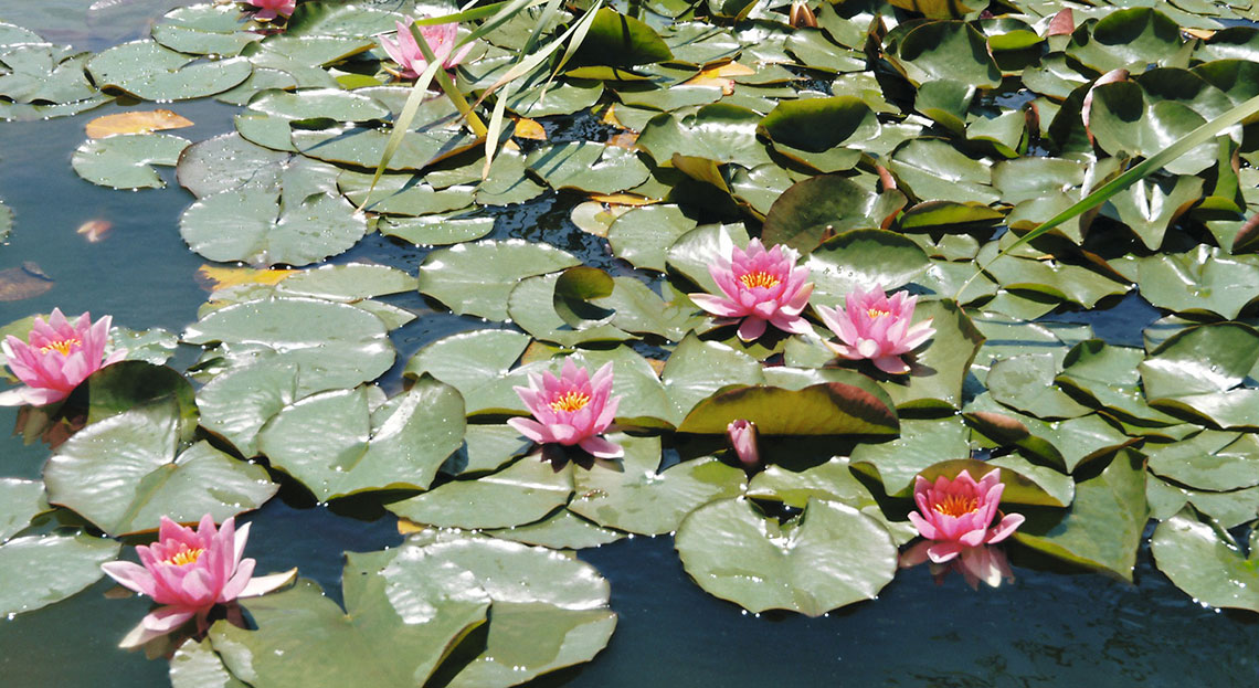 Des plantes aquatiques pour votre bassin